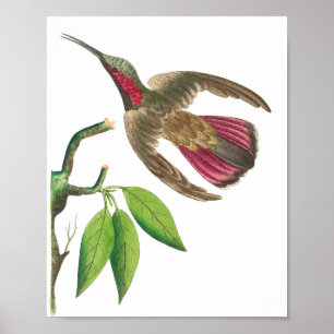 Vintage Hummingbird Illustration Poster