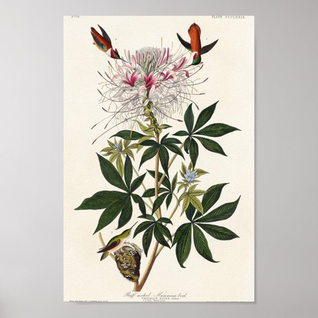 Vintage hummingbird illustration poster (Front)