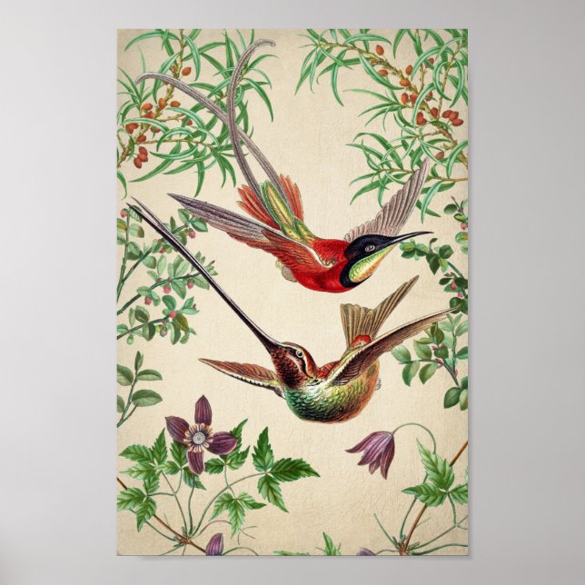 Vintage Hummingbird Illustration Poster (Front)