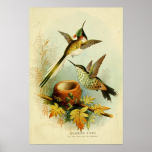 Vintage hummingbird illustration poster
