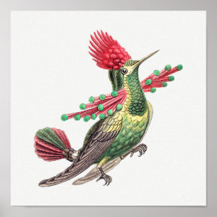 Vintage hummingbird illustration poster
