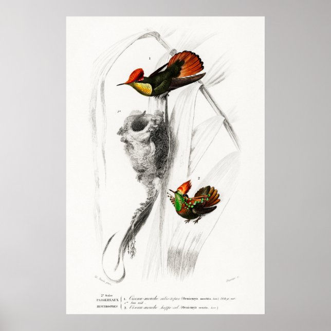 Vintage hummingbird illustration poster (Front)