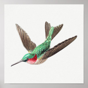 Vintage hummingbird illustration poster