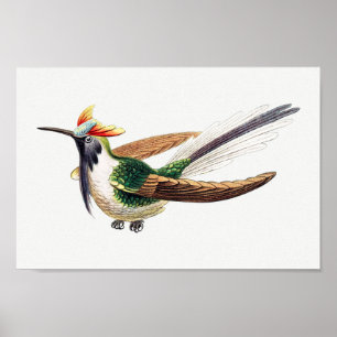 Vintage hummingbird illustration poster