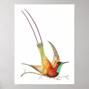 Vintage hummingbird illustration poster