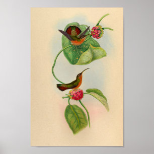 Vintage Hummingbird Print Red Flowers