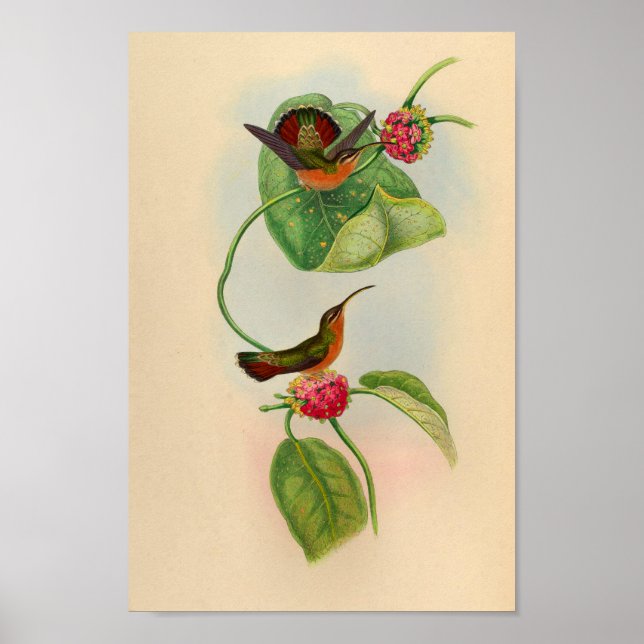 Vintage Hummingbird Print Red Flowers (Front)