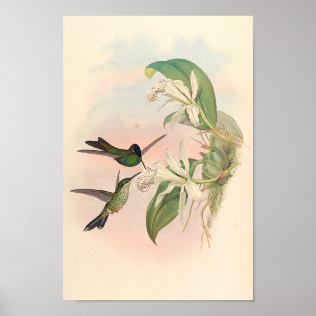 Vintage Hummingbirds Art Bird Print Flowers (Front)