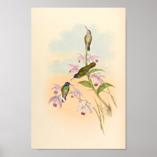 Vintage Hummingbirds Art Bird Print Flowers