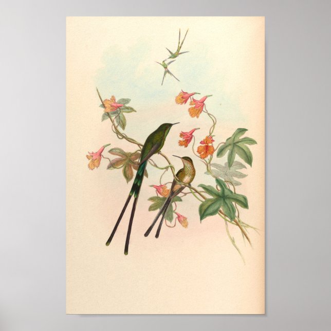Vintage Hummingbirds Art Bird Print Flowers (Front)