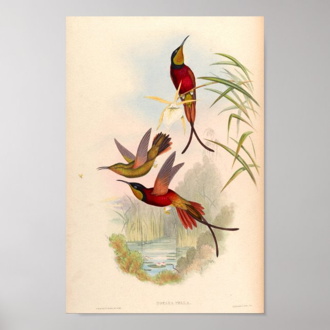 Vintage Hummingbirds Art Bird Print Flowers (Front)