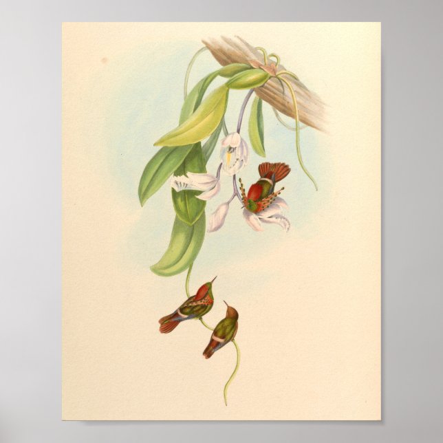 Vintage Hummingbirds Art Bird Print Flowers (Front)