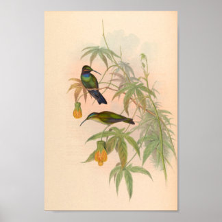 Vintage Hummingbirds Art Bird Print Flowers