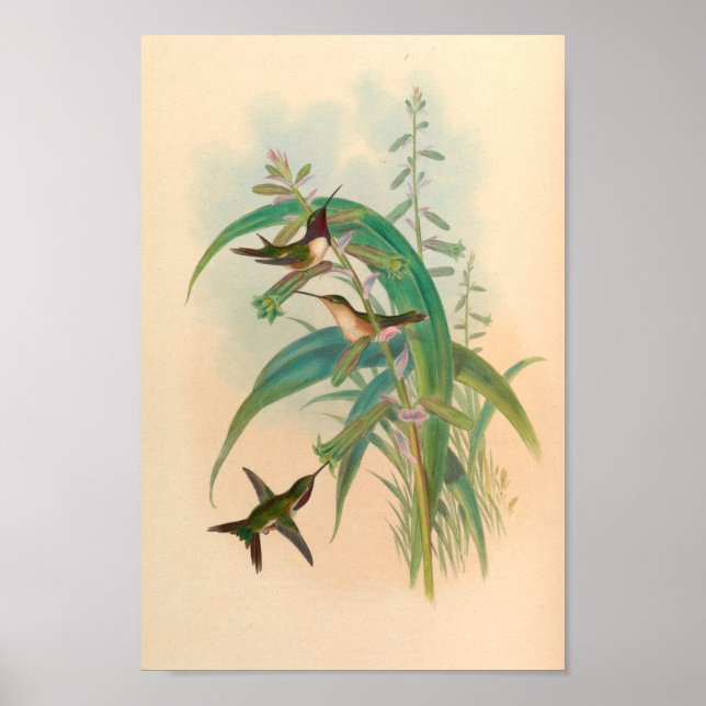 Vintage Hummingbirds Art Bird Print Flowers (Front)