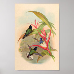 Vintage Hummingbirds Art Bird Print Flowers