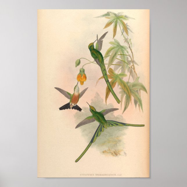 Vintage Hummingbirds Art Bird Print Flowers (Front)