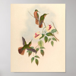 Vintage Hummingbirds Art Bird Print Flowers