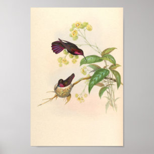 Vintage Hummingbirds Art Bird Print Flowers