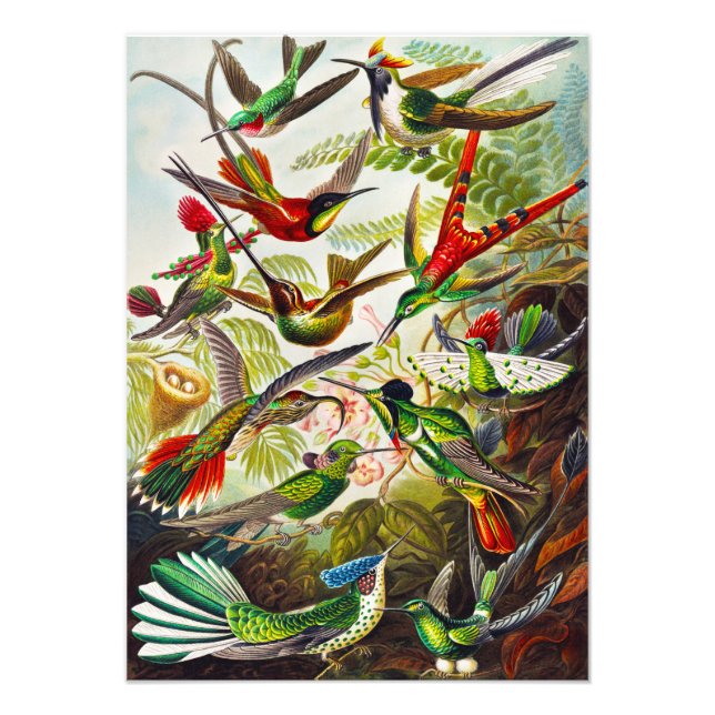 Vintage Hummingbirds by Ernst Haeckel Photo Print (Front)