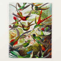 Vintage Hummingbirds by Ernst Haeckel