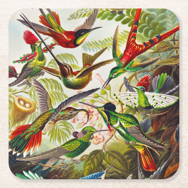 Vintage Hummingbirds by Ernst Haeckel Square Paper Coaster (Front)