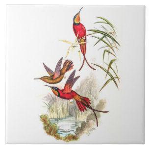 Vintage Hummingbirds by John Gould Ceramic Tile