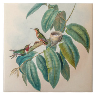 Vintage Hummingbirds by John Gould Ceramic Tile