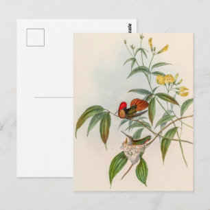 Vintage Hummingbirds by John Gould Postcard