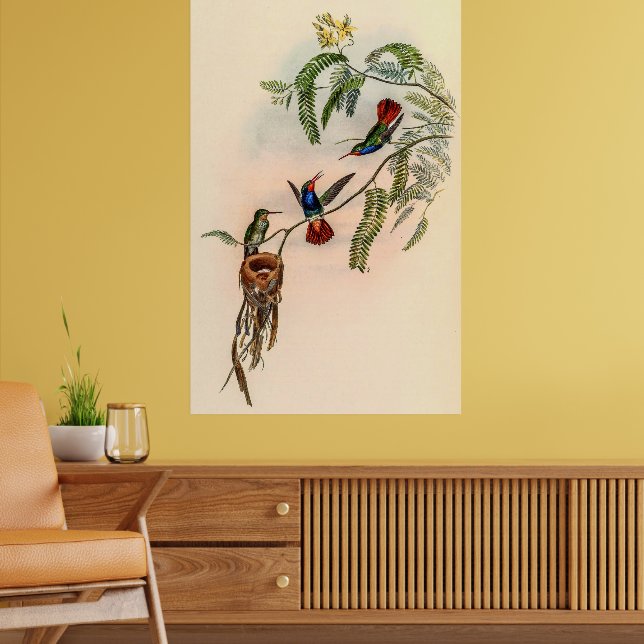 Vintage Hummingbirds by John Gould Poster (Living Room 2)