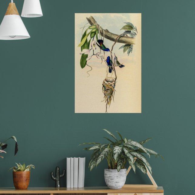 Vintage Hummingbirds by John Gould Poster (Living Room 1)