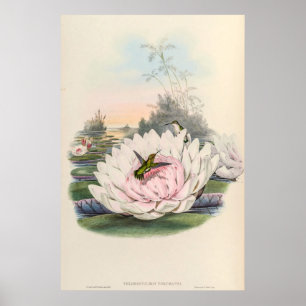 Vintage Hummingbirds by John Gould Poster