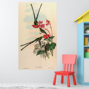Vintage Hummingbirds by John Gould Poster