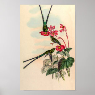 Vintage Hummingbirds by John Gould Poster