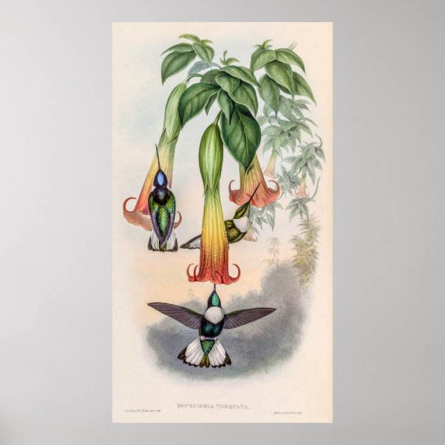 Vintage Hummingbirds by John Gould Poster (Front)