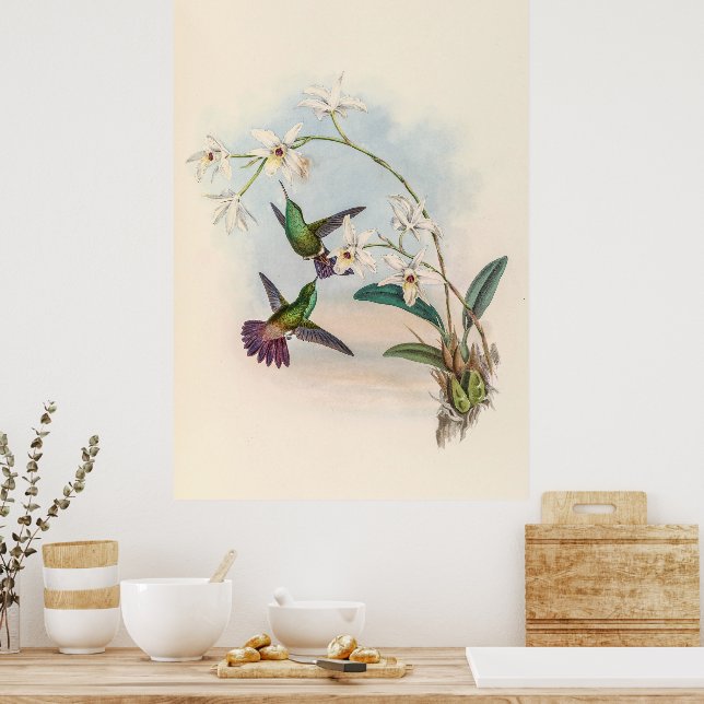 Vintage Hummingbirds by John Gould Poster (Kitchen)