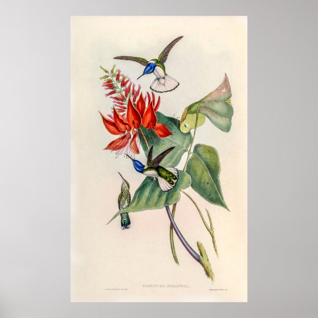 Vintage Hummingbirds by John Gould Poster (Front)