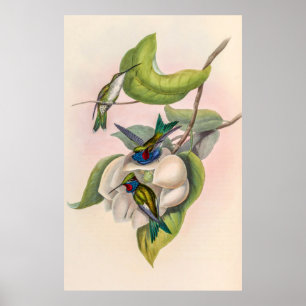 Vintage Hummingbirds by John Gould Poster