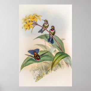 Vintage Hummingbirds by John Gould Poster