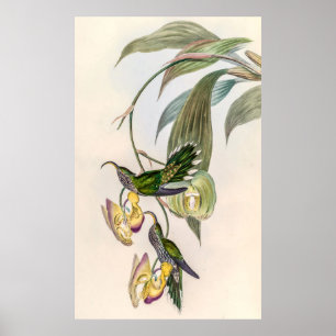 Vintage Hummingbirds by John Gould Poster