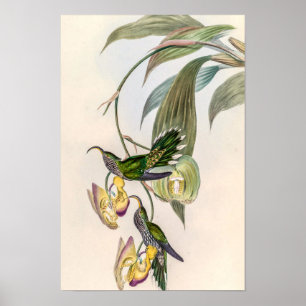 Vintage Hummingbirds by John Gould Poster