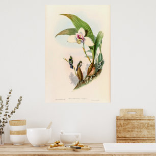 Vintage Hummingbirds by John Gould Poster