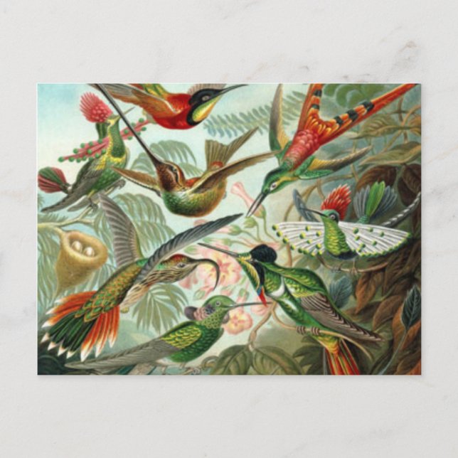 Vintage Hummingbirds Post Card (Front)