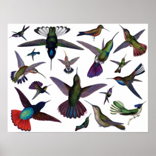 Vintage Hummingbirds Poster