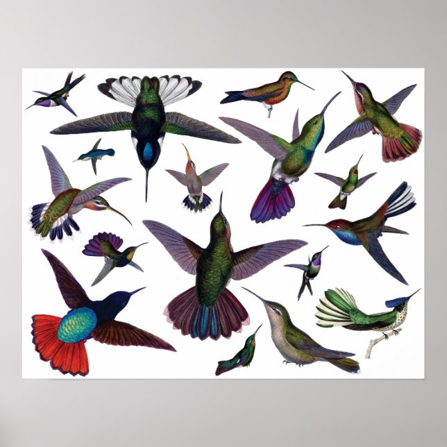 Vintage Hummingbirds Poster (Front)