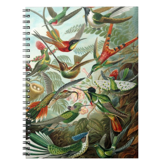 Vintage hummingbirds scientific illustration notebook (Front)