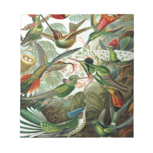 Vintage hummingbirds scientific illustration notepad