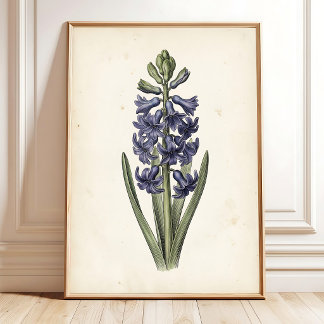 Vintage Hyacinth Botanical Canvas Print Art