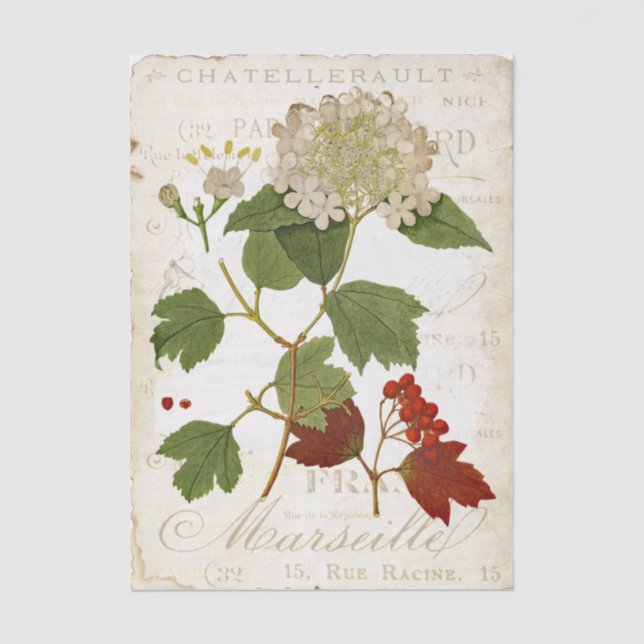 Vintage Hydrangea Botanical French Text Decoupage Tissue Paper (Front)