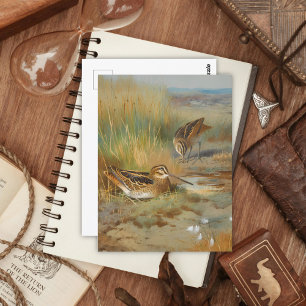 Vintage illustrated snipe birds, Birds Postcard