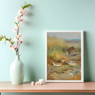 Vintage illustrated snipe birds, Birds Poster